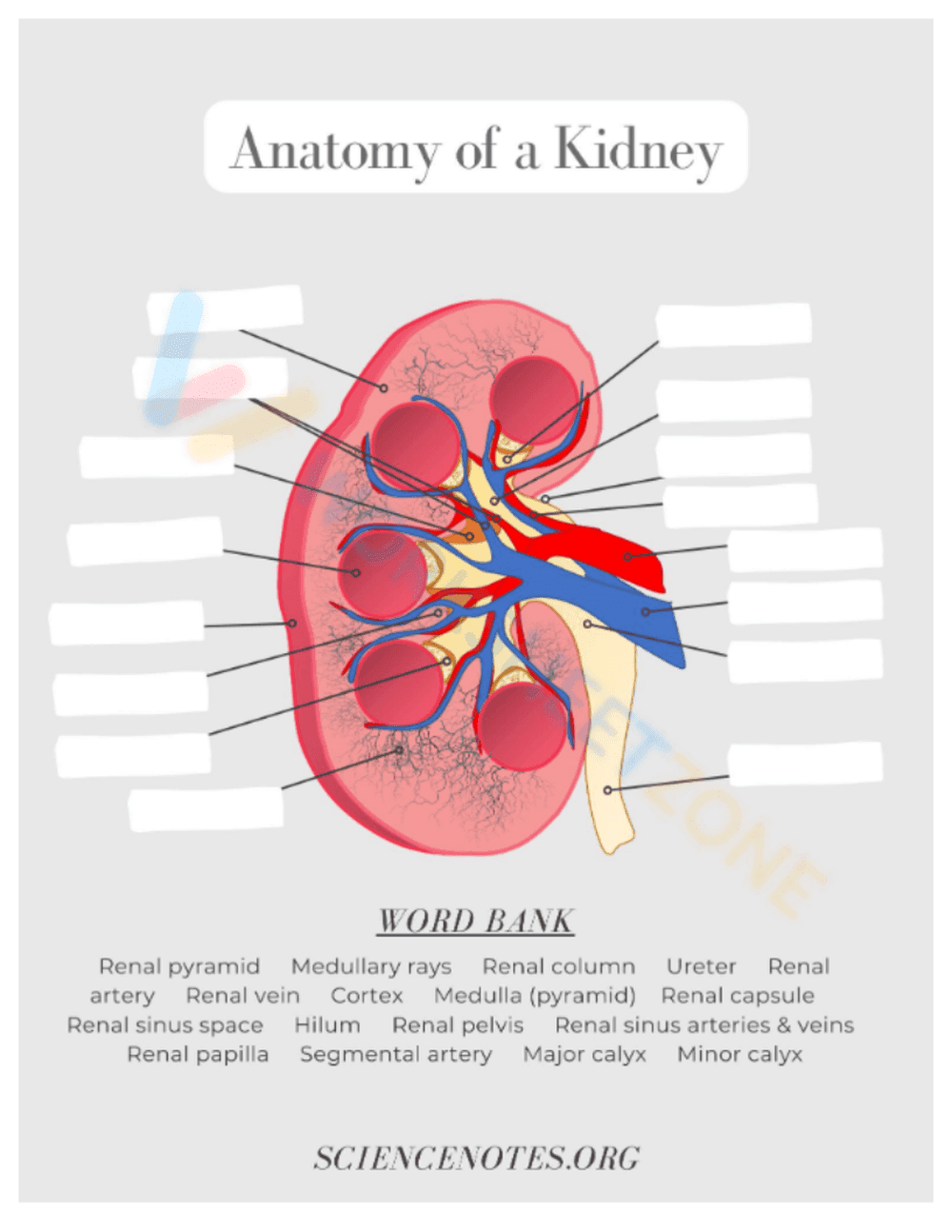 anatomy 7 - Page 1