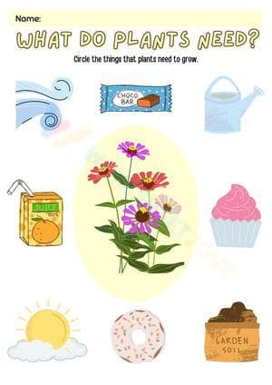 Plant Needs Worksheet | Grade K Science Essential