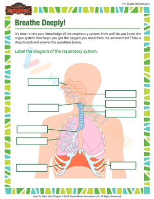 Respiratory System Worksheet: Printable Grade 7-9 Science