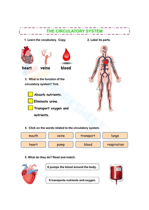 Circulatory Worksheet