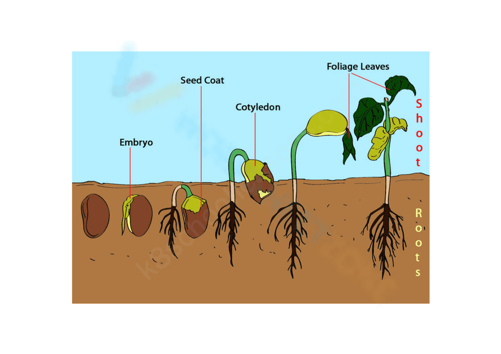 Understanding Germination Process - Page 1