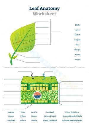 Explore Leaf Anatomy