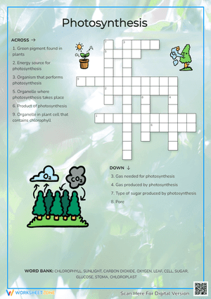Understanding Photosynthesis: An Educational Worksheet