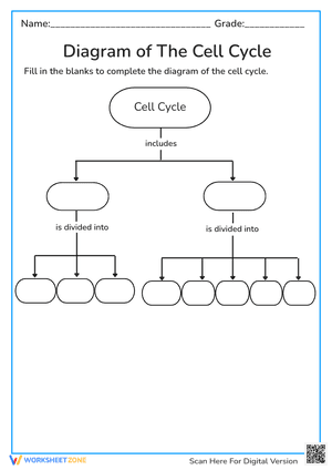 Essential Cell Cycle Diagram Worksheet | Grade 9-10