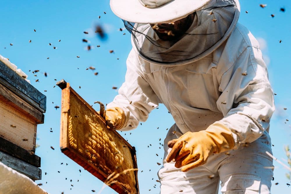Beekeeping Reading Quiz | Grade 7 Essential Worksheet