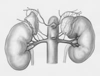 Grade 12 Excretory Products Worksheet | Essential Quiz