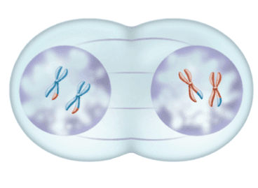 Identifying Meiosis Phases