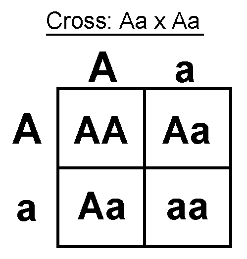 Punnett Square Practice – Genetics Worksheet