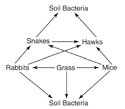 Grade 7 Food Webs — Printable No-Prep Worksheet