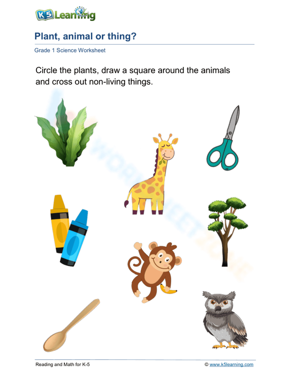 Plant, Animal or Thing? Essential Grade 1 Science Worksheet - Page 1