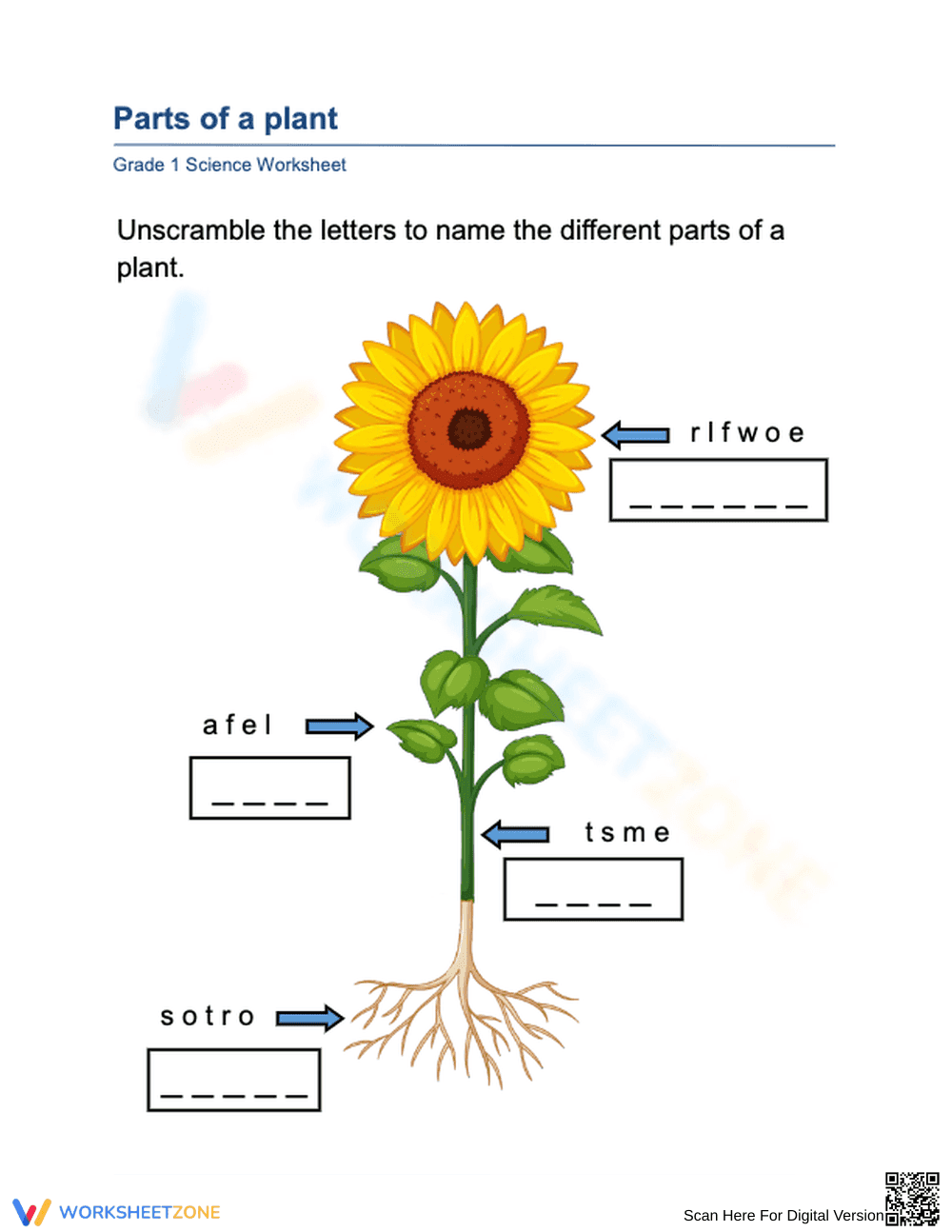Labeling the Parts of a Plant Word Scramble - Page 1