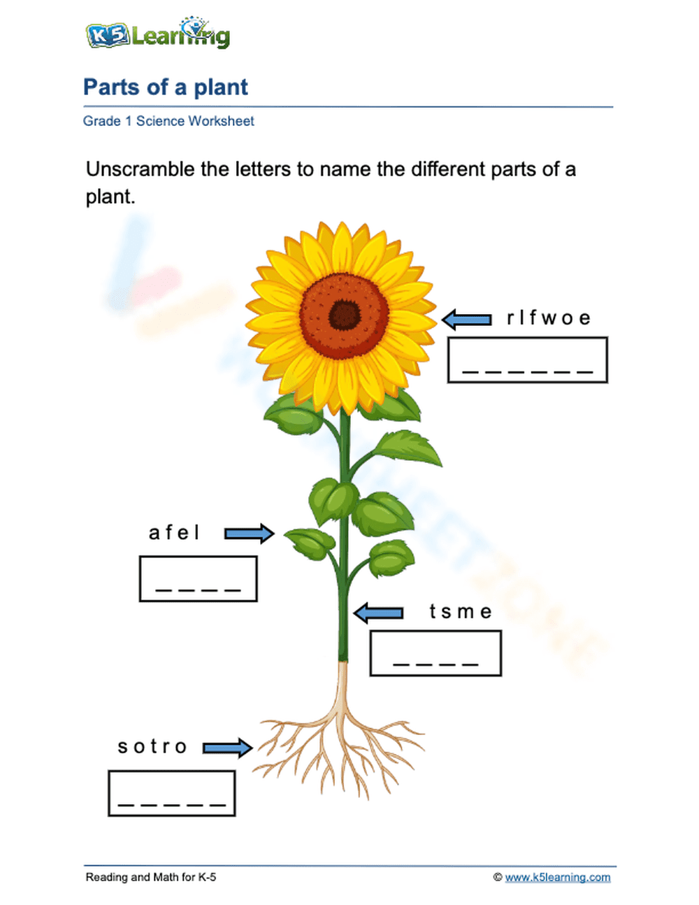 Labeling the Parts of a Plant Word Scramble - Page 1
