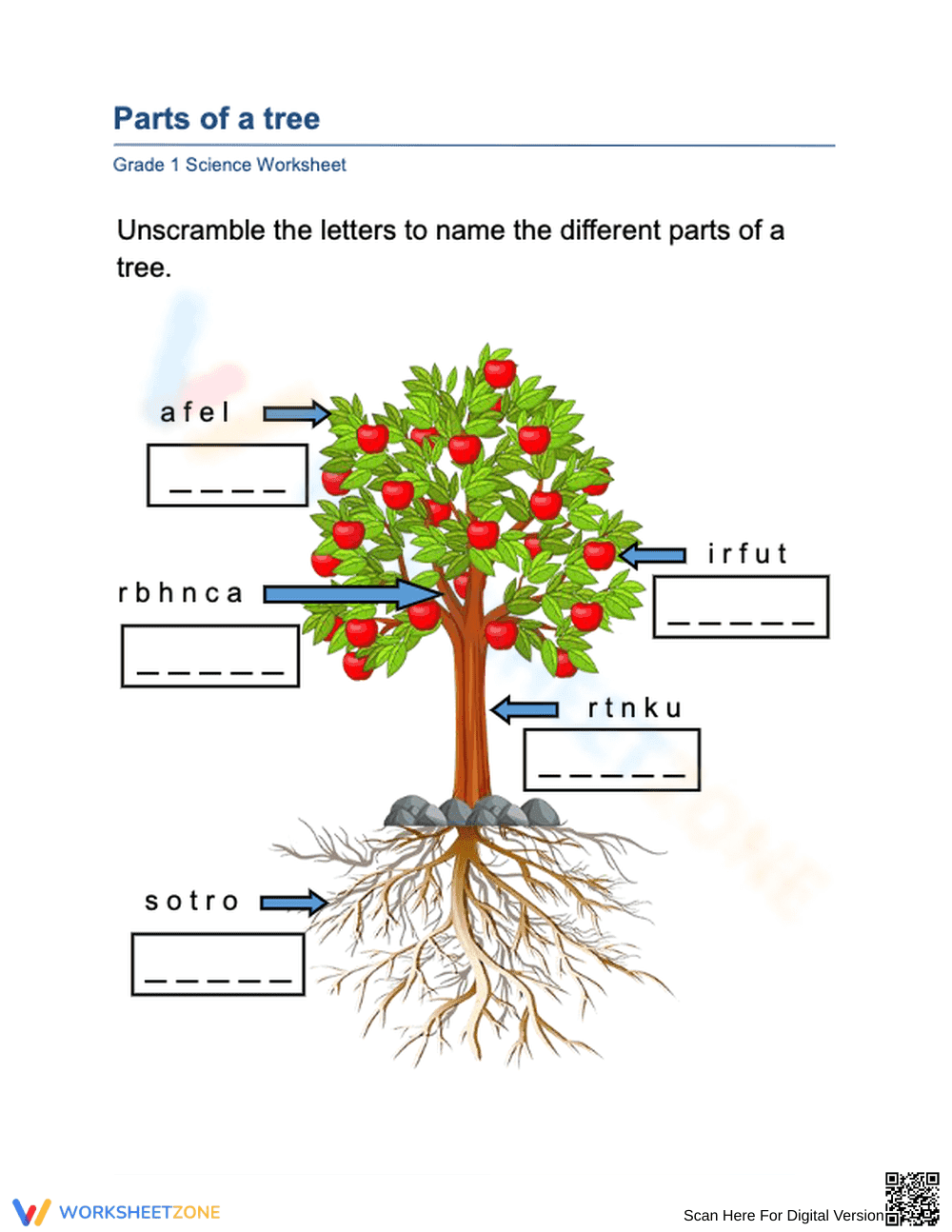 Unscramble the Parts of a Tree | Grade 1 Science Worksheet - Page 1