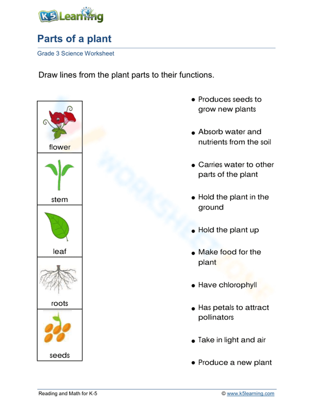 Parts of a Plant Worksheet - Learn Functions of Plant Parts - Page 1