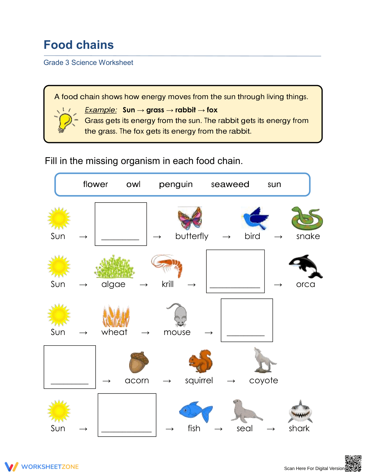 Essential Food Chains Worksheet | Grade 3 Science Aligned - Page 1