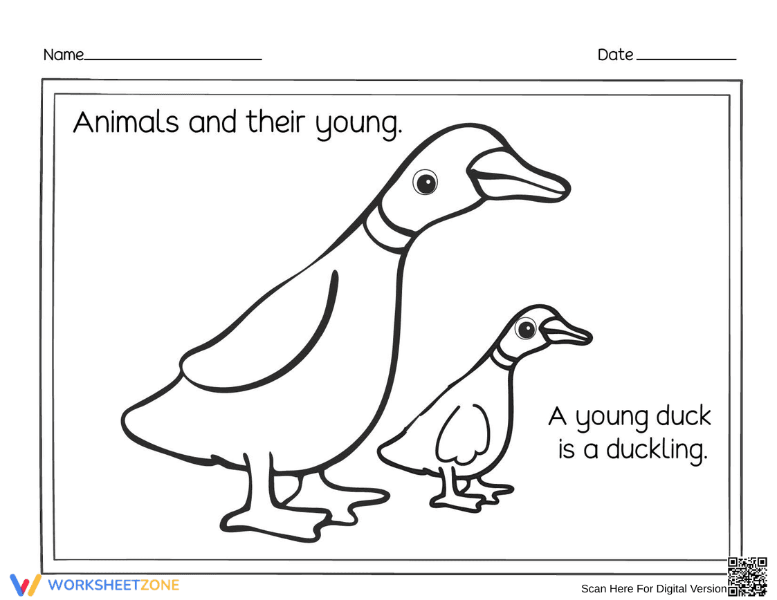 Essential Animals and Their Young: Duckling Worksheet - Page 1