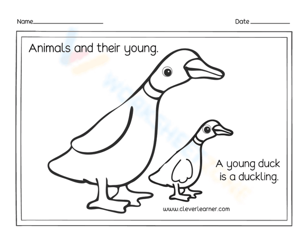 Essential Animals and Their Young: Duckling Worksheet - Page 1