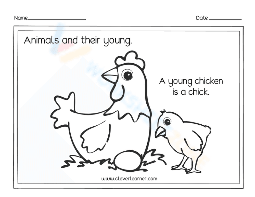 Essential Chicken and Chick Worksheet | Grade K-2 Printable - Page 1