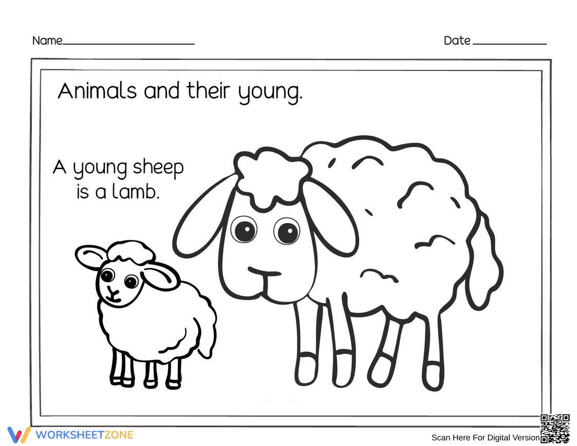 Essential Young Sheep and Lamb Worksheet | Grades K-2 - Page 1