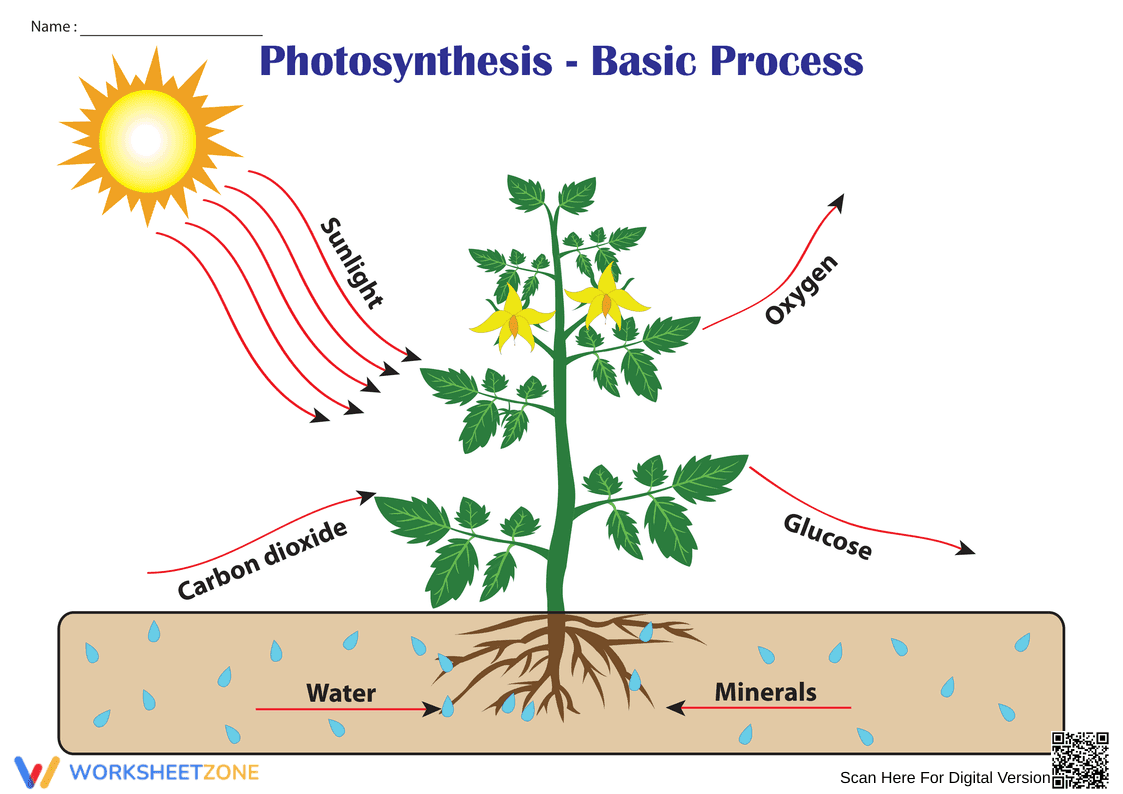 Essential Photosynthesis Diagram Worksheet | Grade 5 Science - Page 1