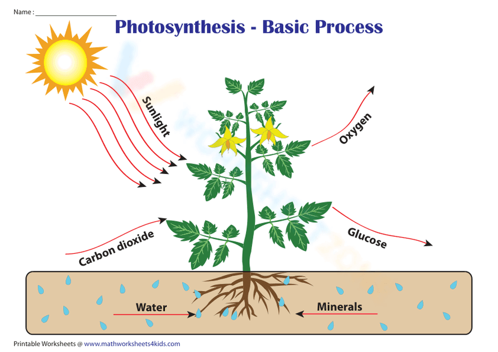 Essential Photosynthesis Diagram Worksheet | Grade 5 Science - Page 1