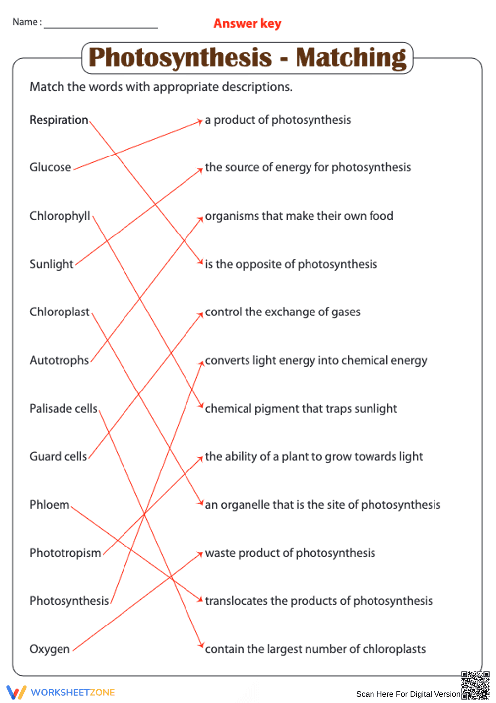 Photosynthesis - Matching Worksheet - Page 1