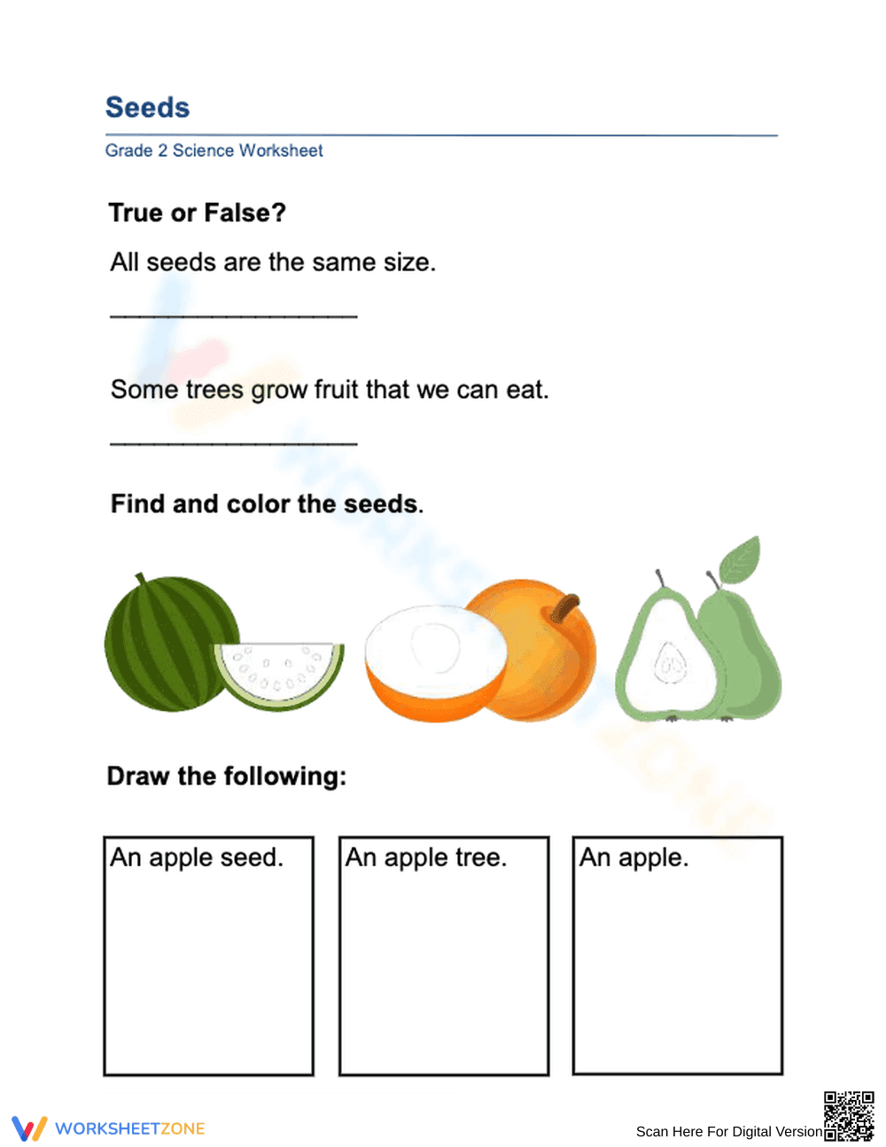 Essential Seeds Worksheet | Grade 1 Science Printable - Page 1
