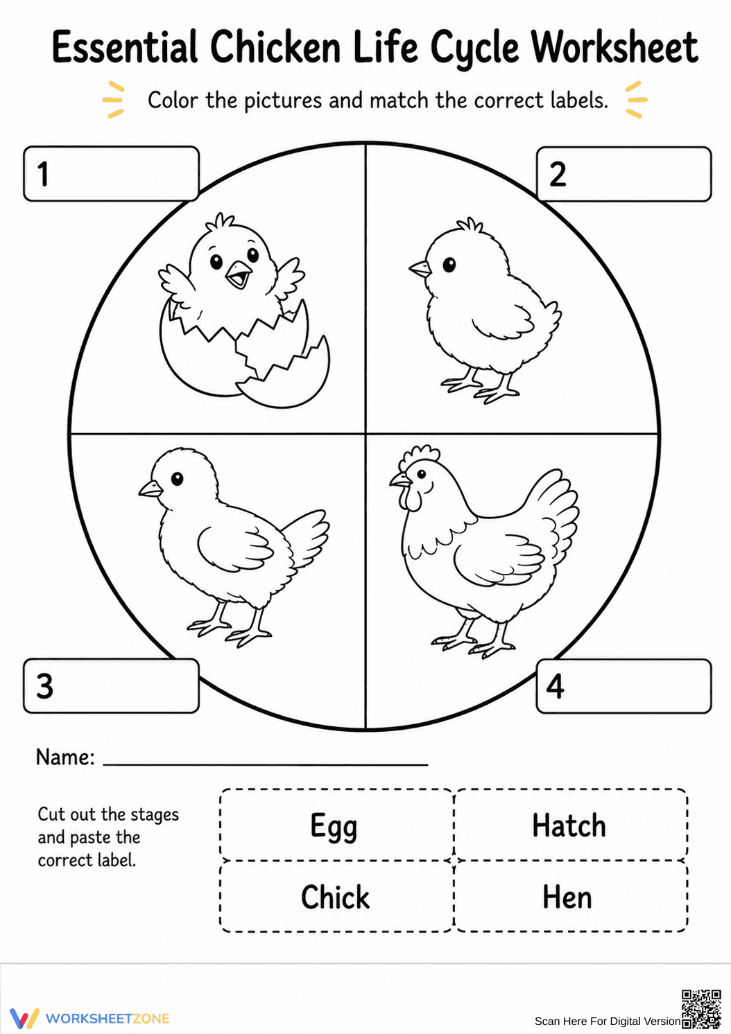 Essential Chicken Life Cycle Worksheet | Grade K-1 Science - Page 1