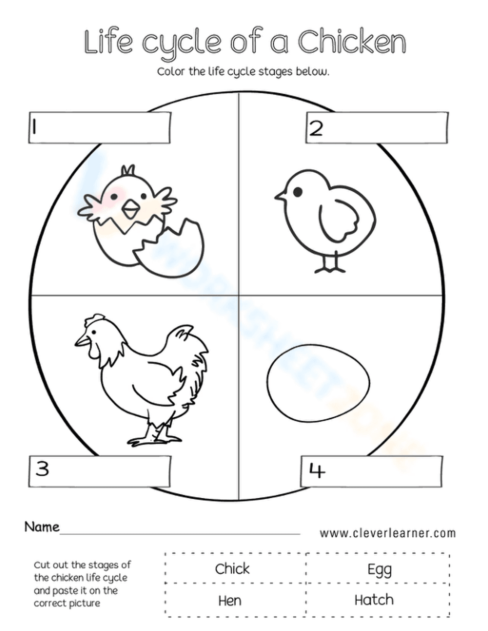 Essential Chicken Life Cycle Worksheet | Grade K-1 Science - Page 1