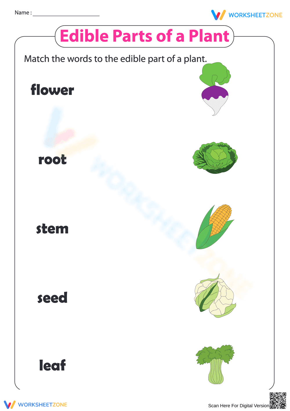 Printable Edible Plant Parts Worksheet | Grade 1 Science - Page 1