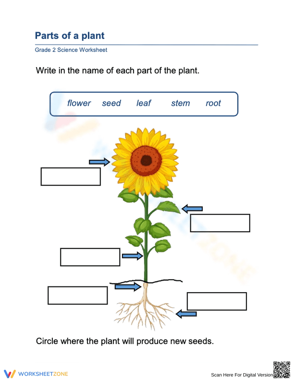 Grade 2 Plant Parts — Essential Printable No-Prep Worksheet - Page 1