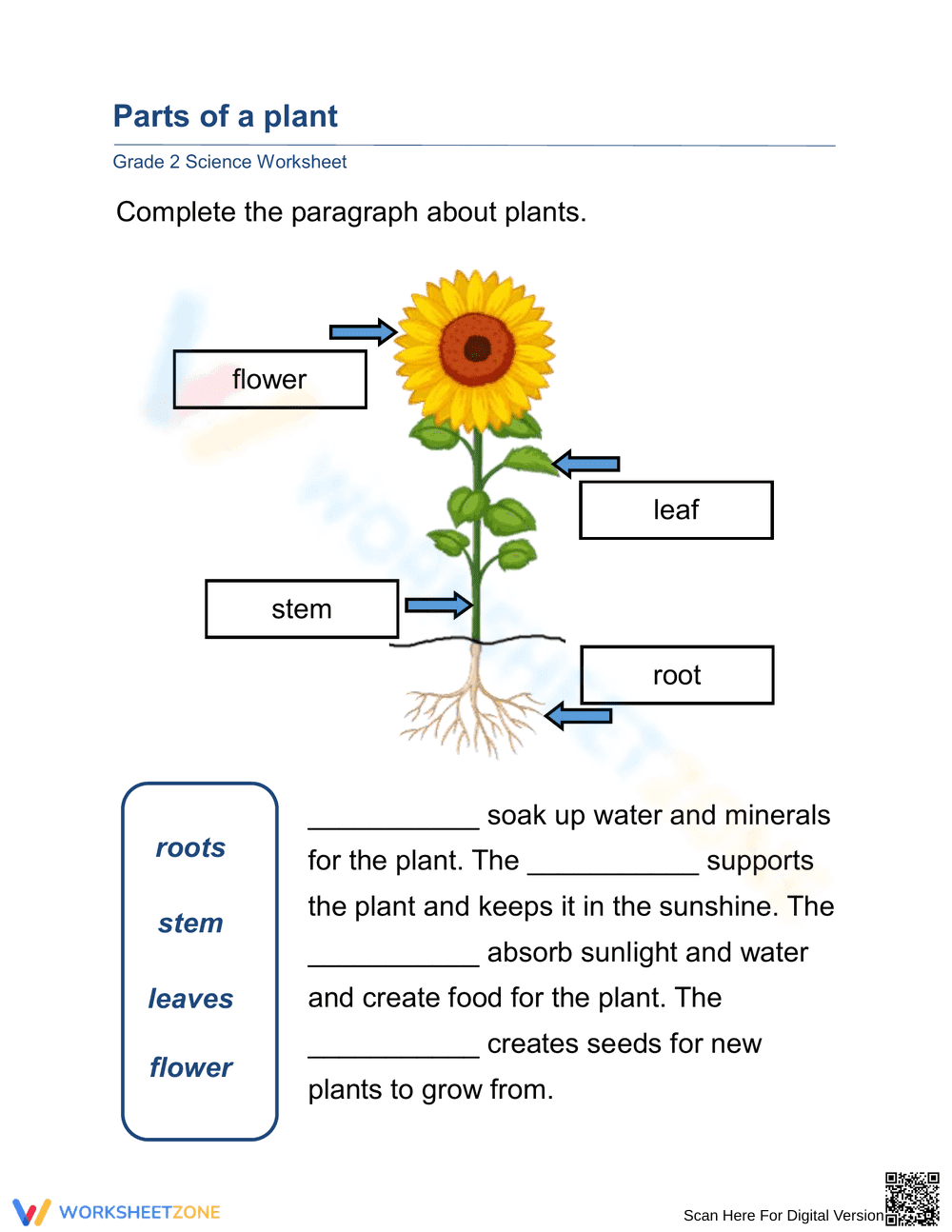 Essential Plant Anatomy Worksheet | Grade 2 Science - Page 1