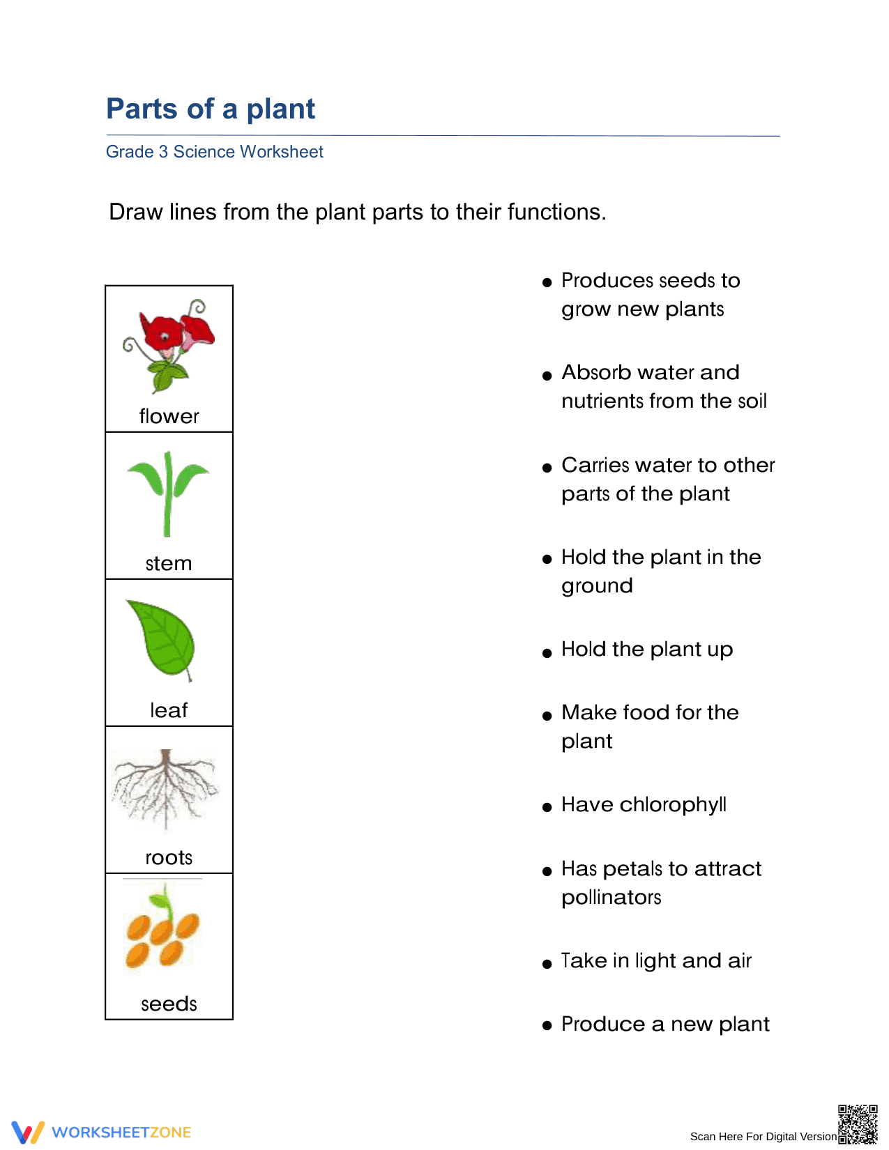 Essential Plant Parts and Functions Worksheet | Grade 3 - Page 1