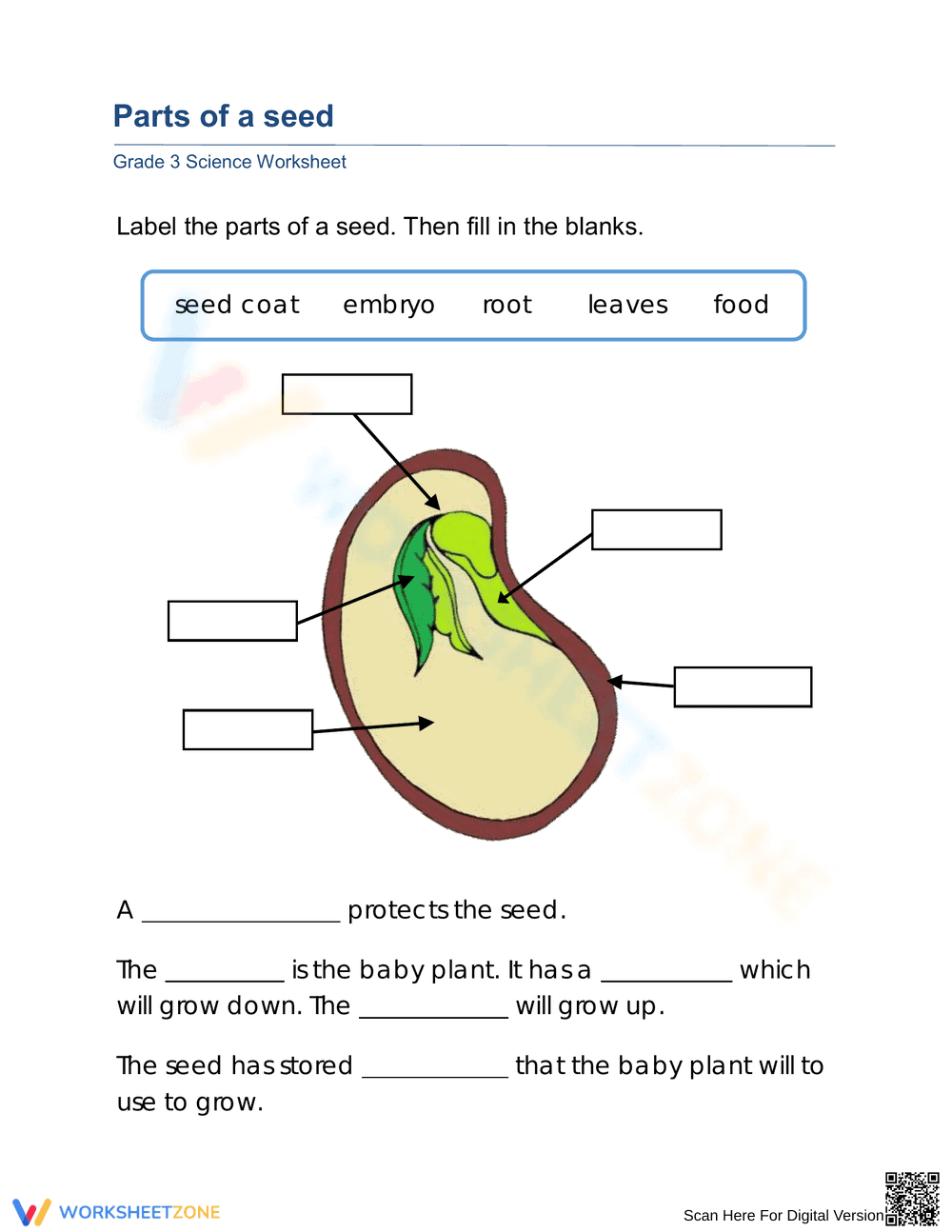 Grade 3 Parts of a Seed — Essential Printable Worksheet - Page 1