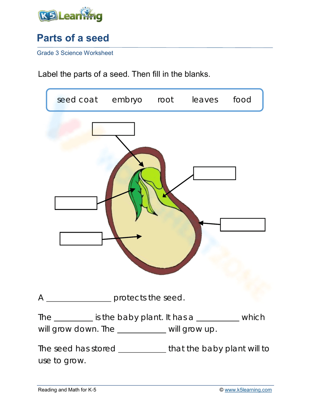 Grade 3 Parts of a Seed — Essential Printable Worksheet - Page 1
