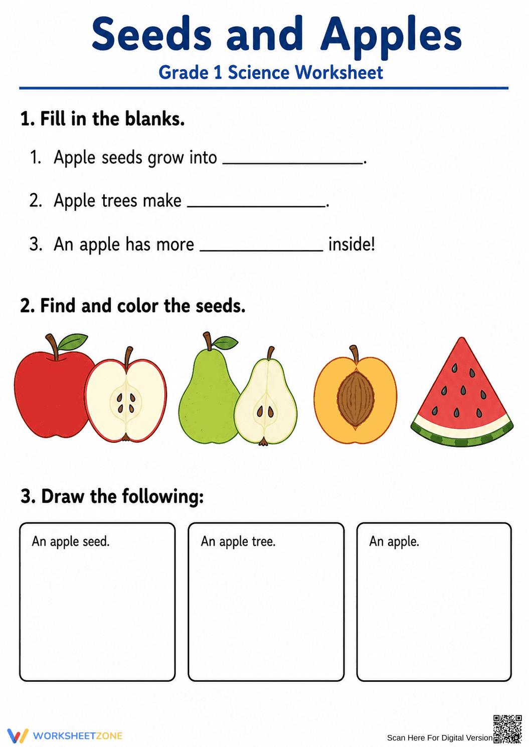 Essential Apple Plant Life Cycle Worksheet | Grade 1 - Page 1