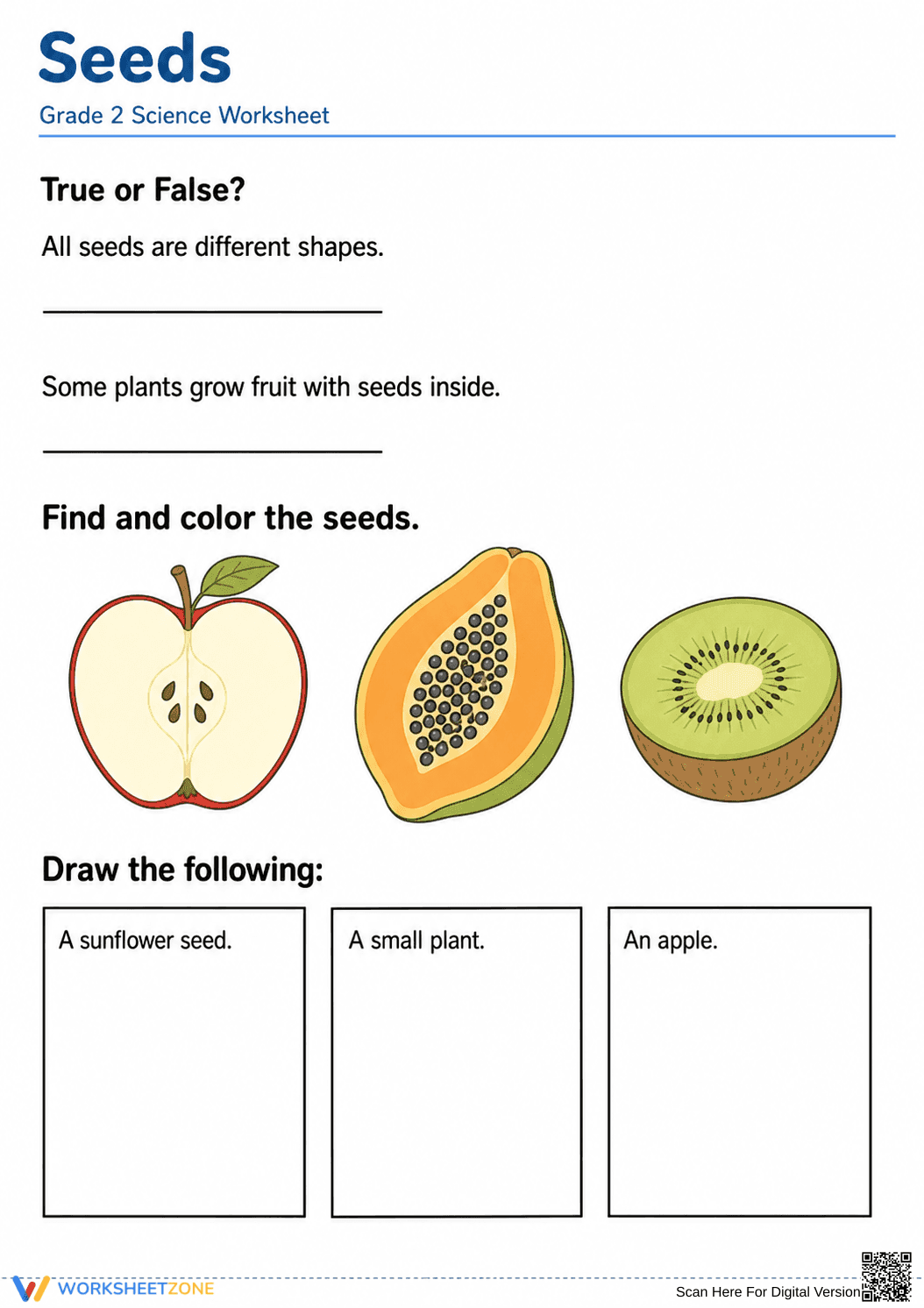 Grade 2 Plant Life Cycle — Printable Science Worksheet - Page 1