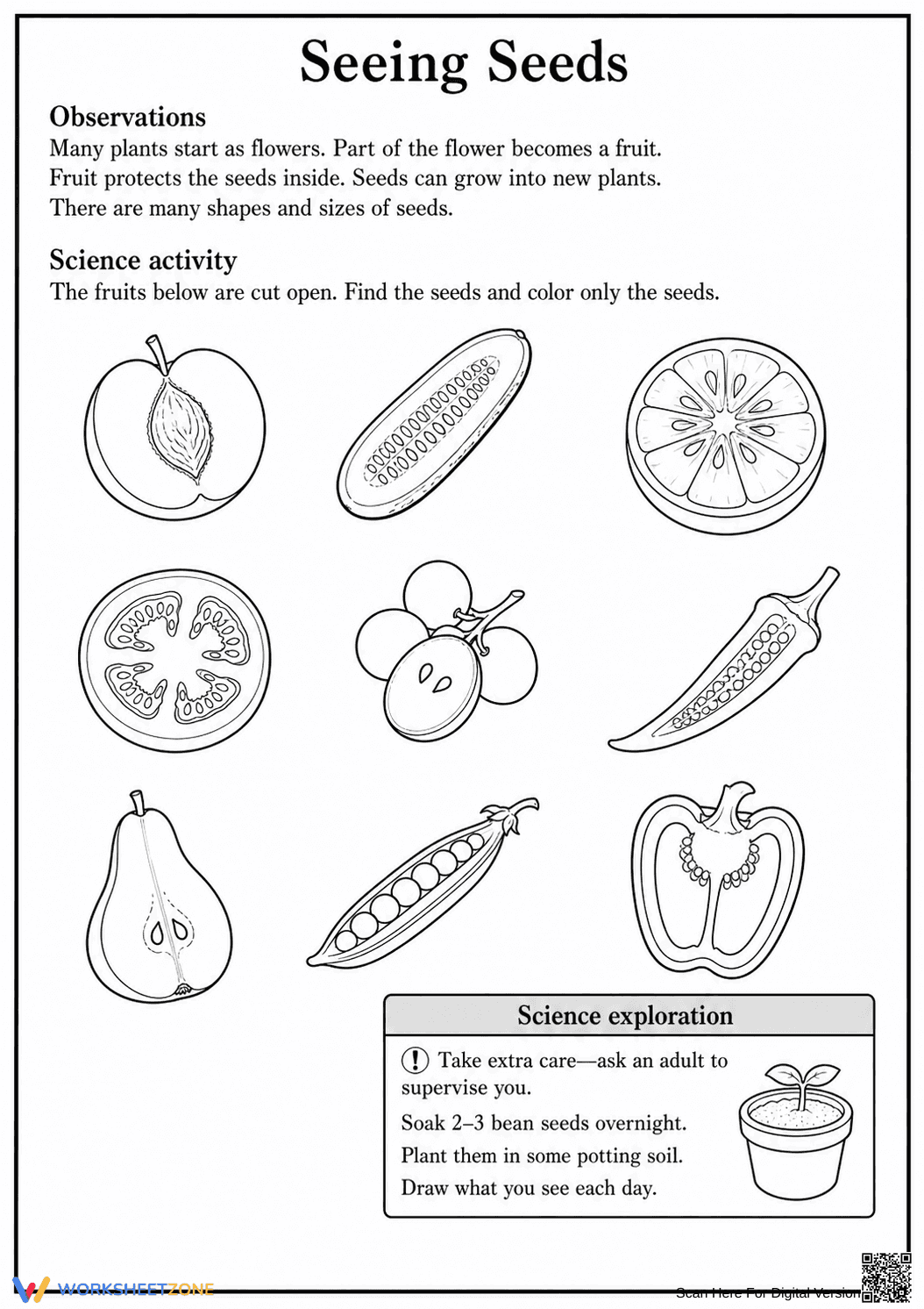 Grade 1 Seeds & Fruit — Printable No-Prep Worksheet - Page 1