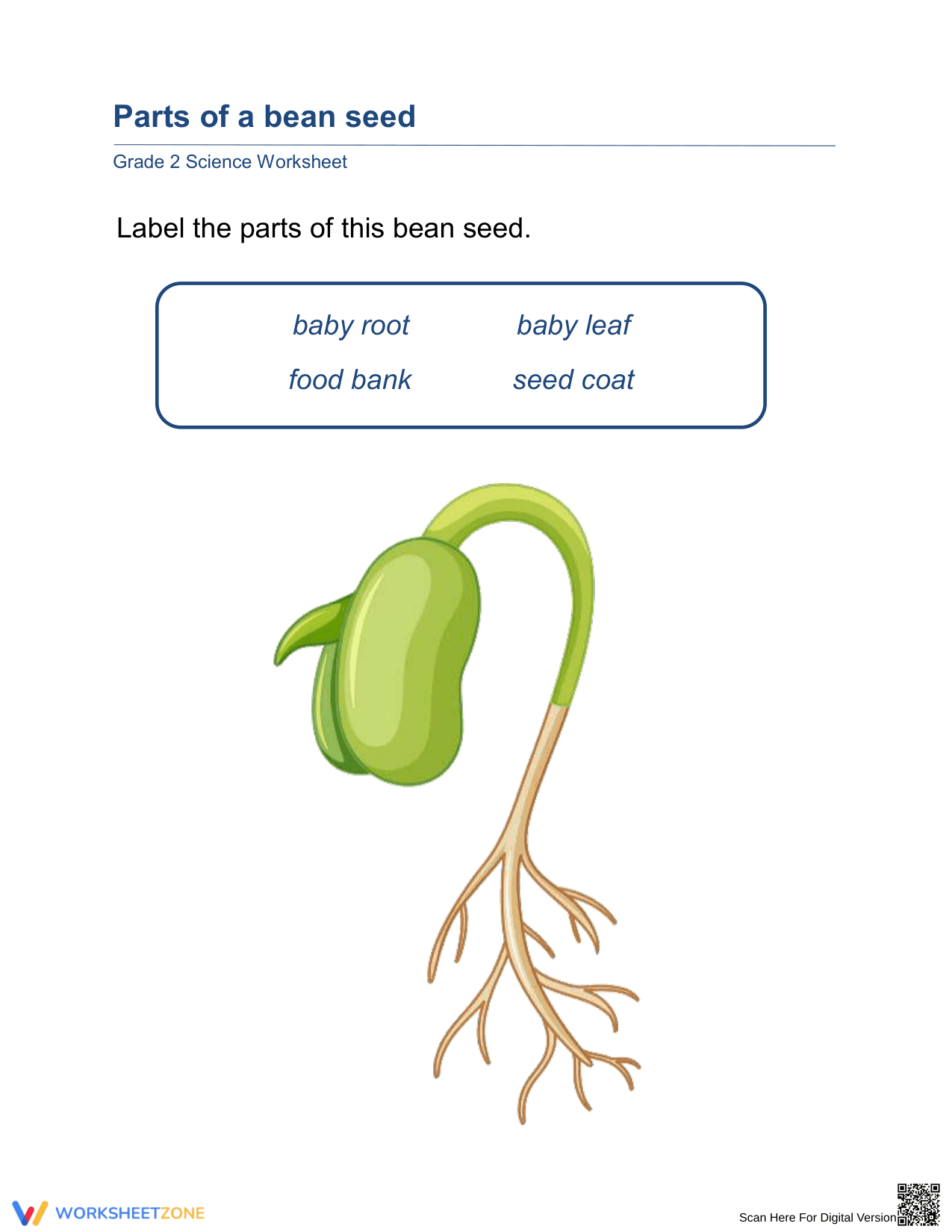 Grade 2 Parts of a Bean Seed — Printable No-Prep Worksheet - Page 1