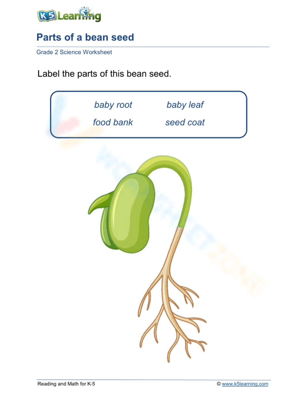 Grade 2 Parts of a Bean Seed — Printable No-Prep Worksheet - Page 1