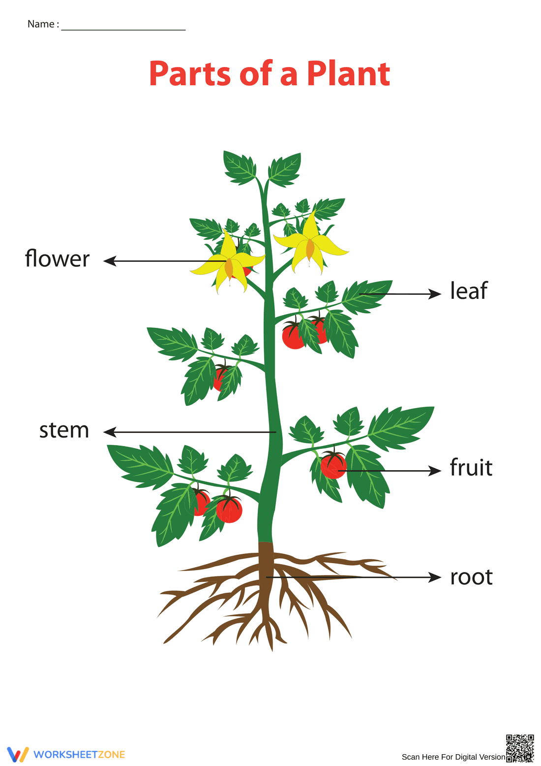 Essential Parts of a Plant Chart | Grade 1 Printable - Page 1