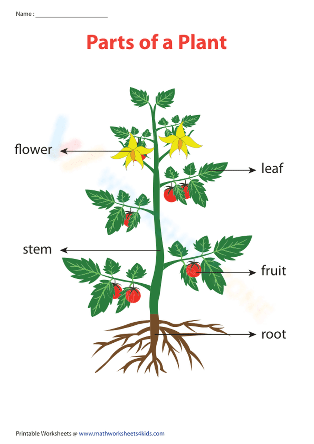 Essential Parts of a Plant Chart | Grade 1 Printable - Page 1
