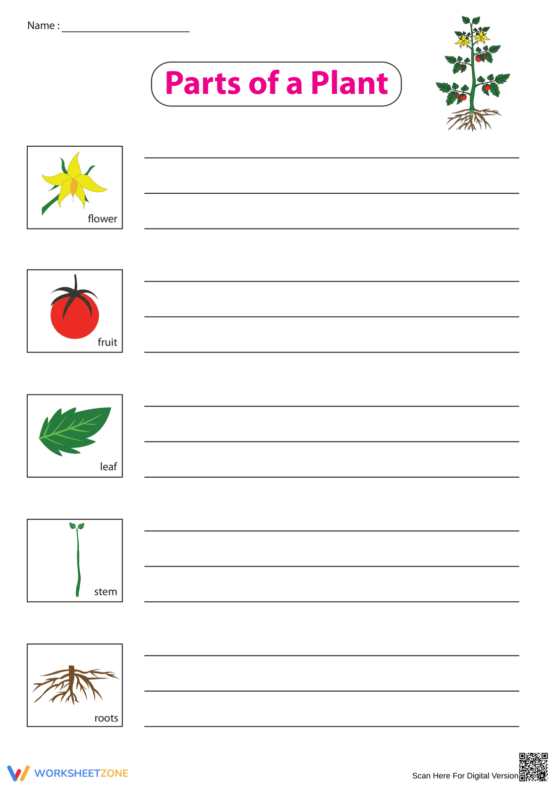 Grade 2-3 Parts of a Plant — Printable No-Prep Worksheet - Page 1