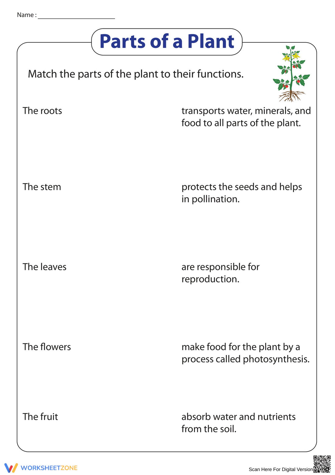 Essential Parts of a Plant Worksheet | Grade 2-3 Ready - Page 1