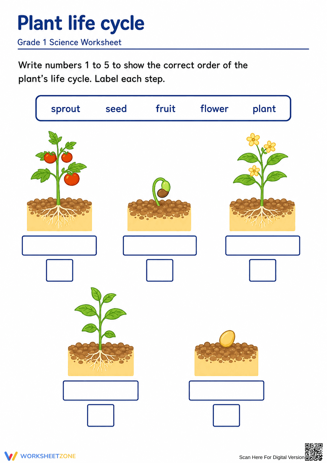 Grade 1 Plant Life Cycle — Printable No-Prep Worksheet - Page 1