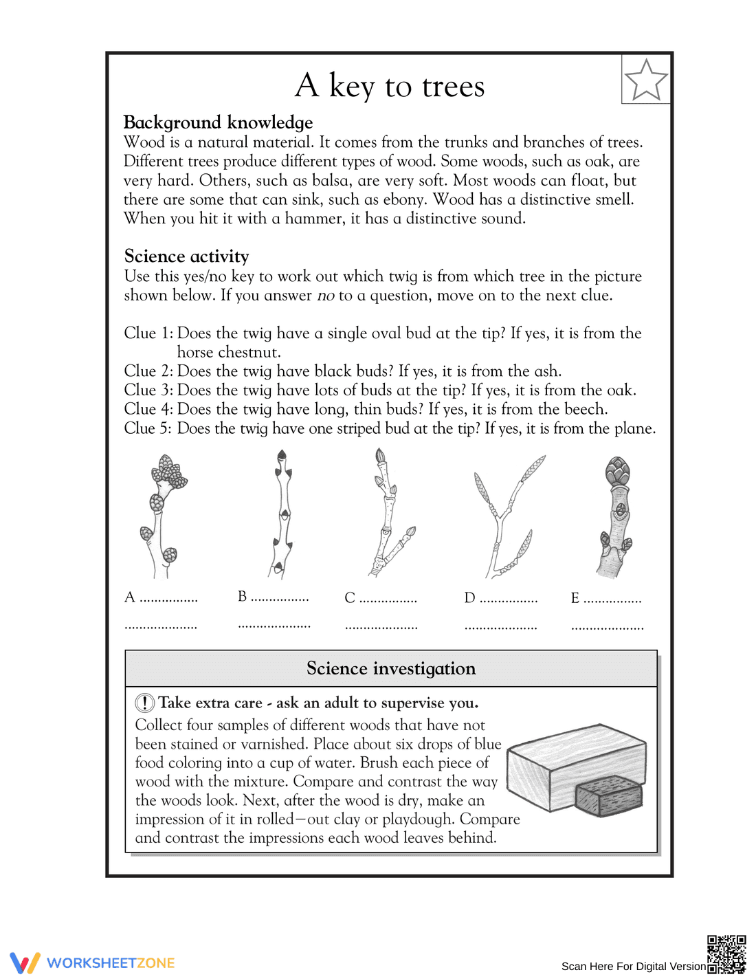 Grade 3 Tree Identification — Essential Printable Worksheet - Page 1