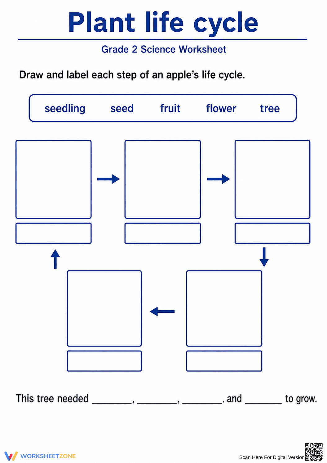 Grade 2 Plant Life Cycle — Essential Printable Worksheet - Page 1