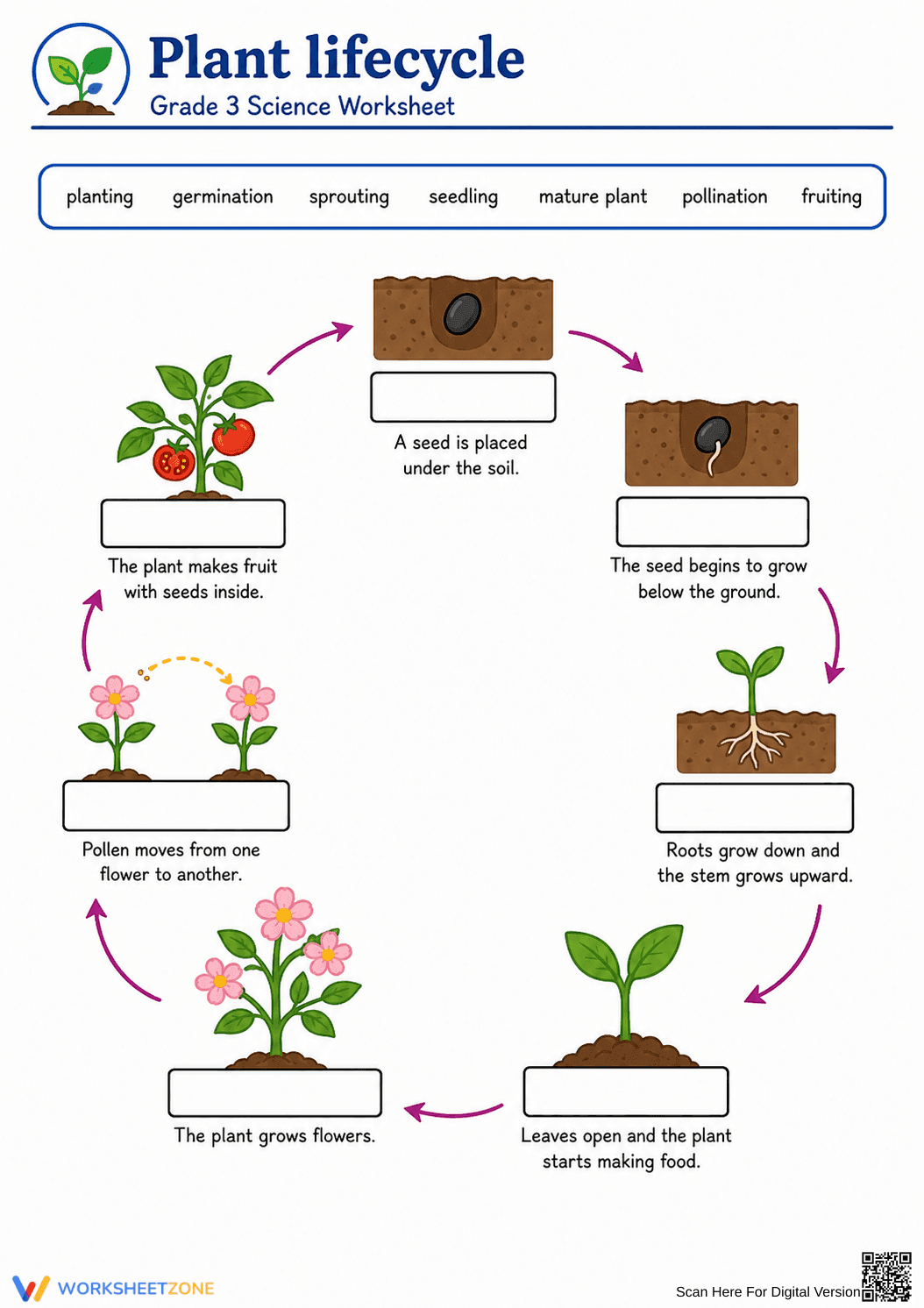 Plant Life Cycle Worksheet | Essential Grade 3 Science - Page 1