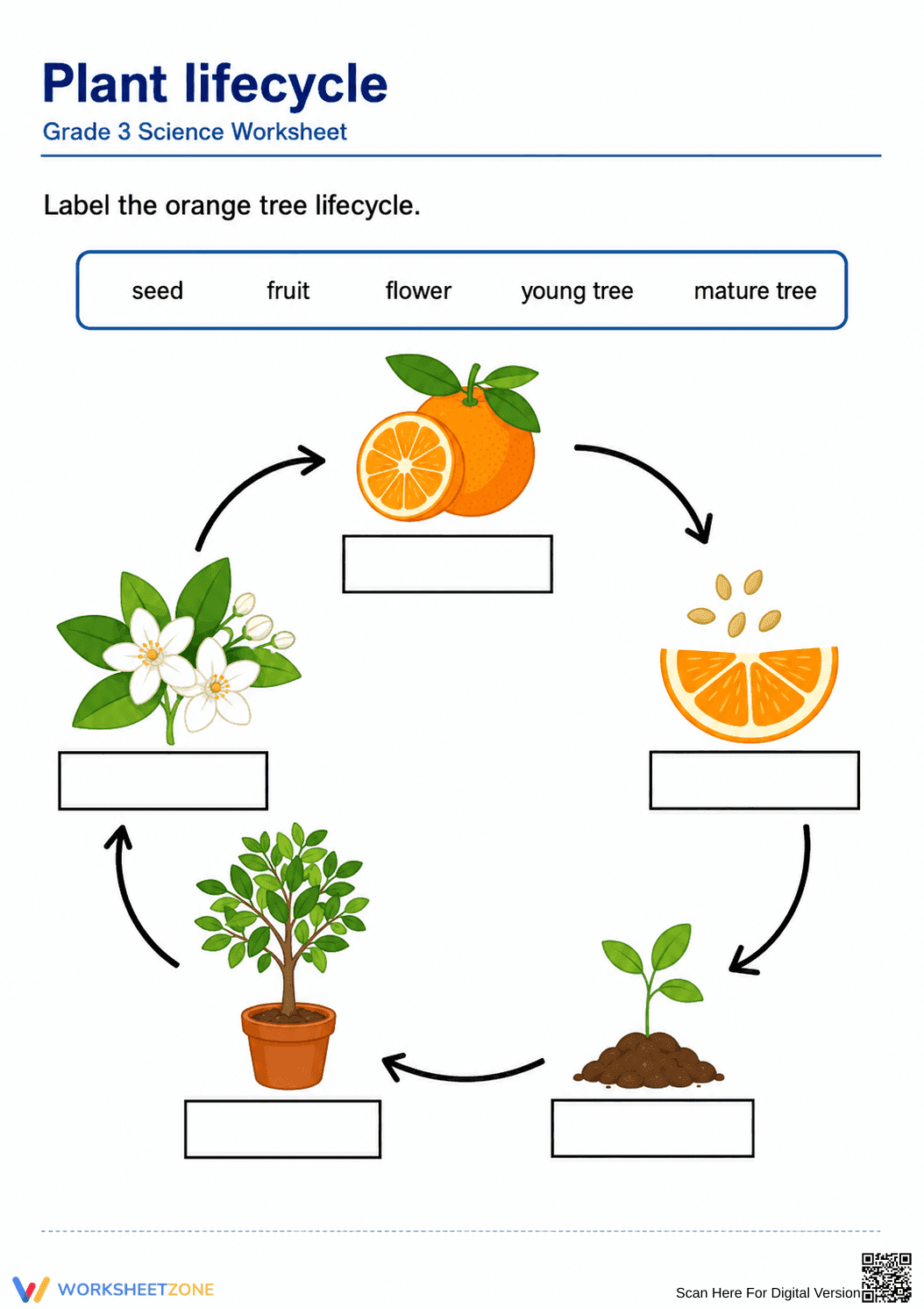 Essential Grade 3 Orange Tree Lifecycle Worksheet - Page 1
