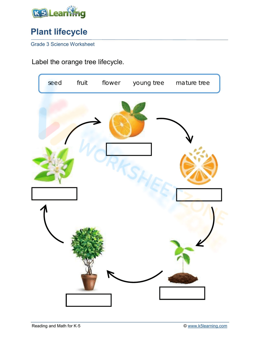 Essential Grade 3 Orange Tree Lifecycle Worksheet - Page 1